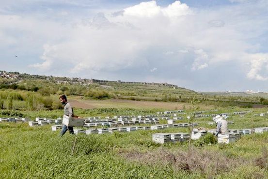 Dicle Vadisi, bal arılarıyla renklendi