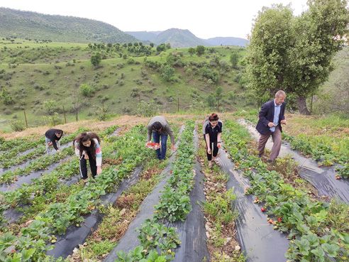 Sason’da çilek hasadı başladı