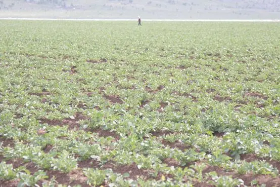 Ergani'de patates ekimi yapıldı