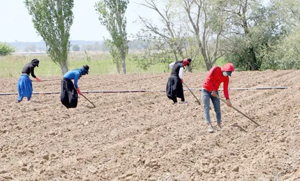 İşçi Bayramı'nda tarlada çapa salladılar