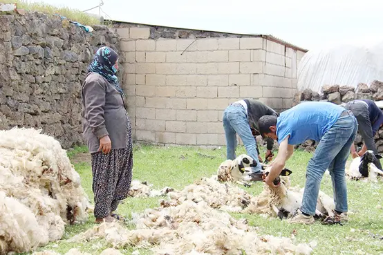 Koyun kırkma dönemi başladı