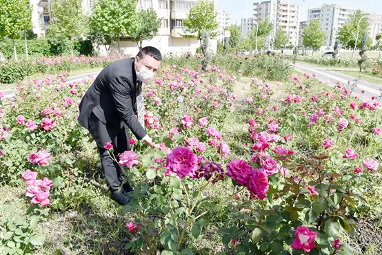 Gül şehrinde gül bahçesi!