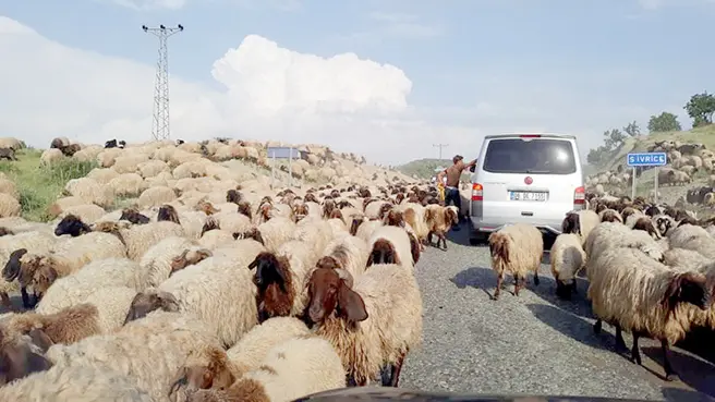 Göçerlerin zorlu yayla yolculuğu