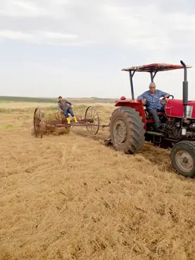 Çınar'da yılın ilk mercimek hasadı yapıldı