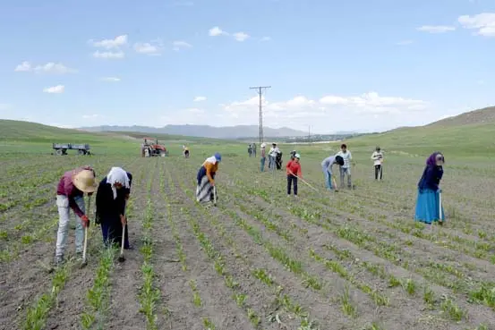 Tarım işçilerinin mesaisi başladı