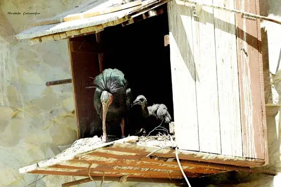 Koruma altındaki kelaynaklardan sevindirici haber