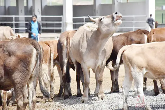 Zincir marketlerde kurbanlık satışı başladı