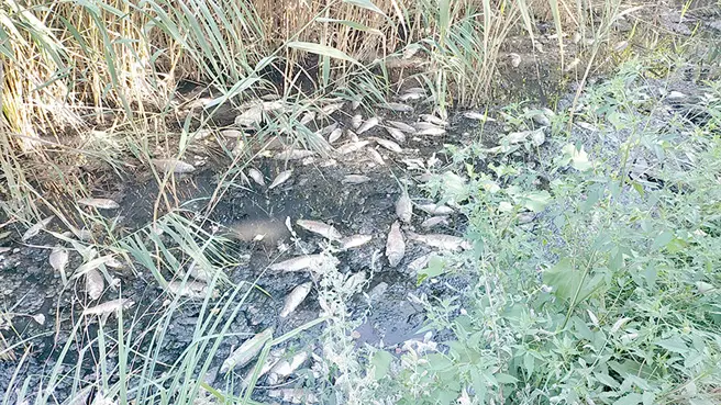 Adıyaman'da toplu balık ölümlerine inceleme başlatıldı