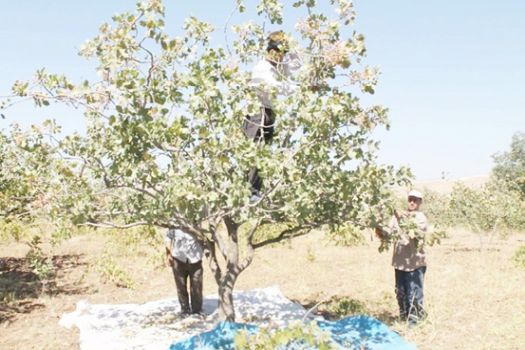 Çermikli üreticiye 'fıstık' gibi gelir   