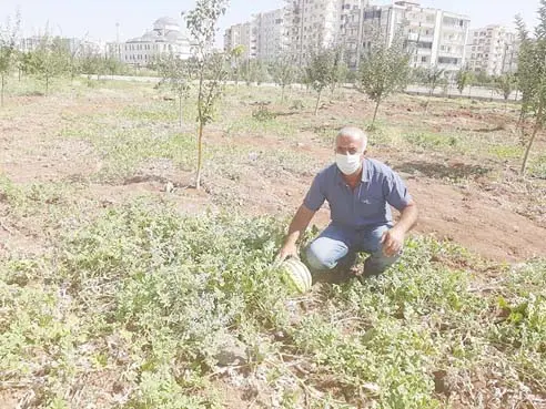 Organik meyveler ihtiyaç sahibine!