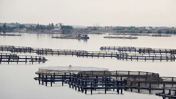 Karadeniz’in balığı Güneydoğu’dan