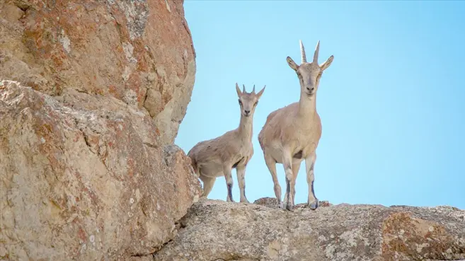 Tunceli'de yaban keçisi avlayan 3 kişiye 83 bin 331 lira ceza