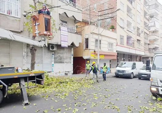 Ağaçlar canlı tutuluyor