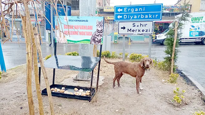 Sokak hayvanları unutulmuyor!