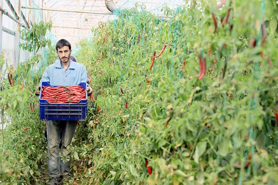 Acı biber 'mutluluk' veriyor