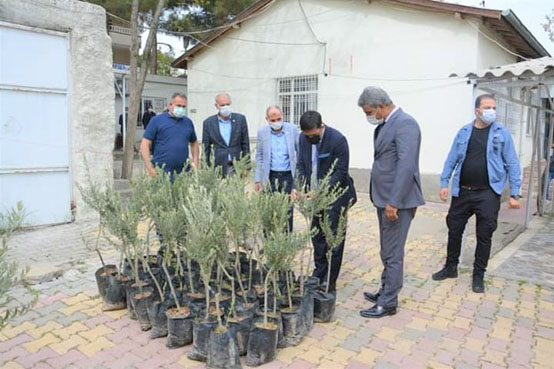 Zeytin fidanı hibe ediliyor