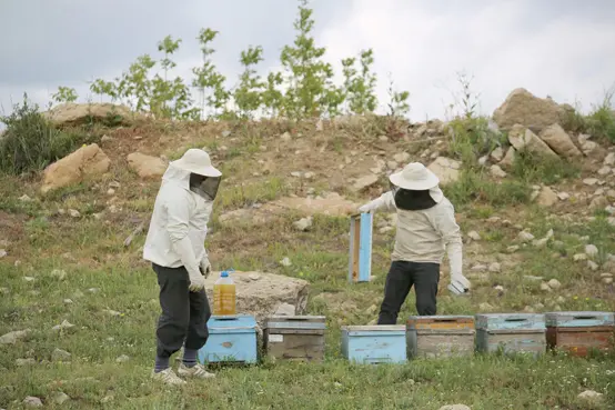 Ergani'de bal üreticileri kovan bakımı yapıyor