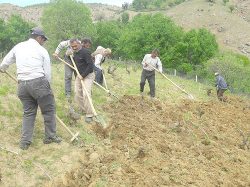 Kulp'ta bağ belleme dönemi başladı