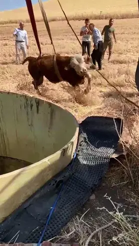 Su kuyusuna düşen boğa, iş makinesi yardımıyla kurtarıldı