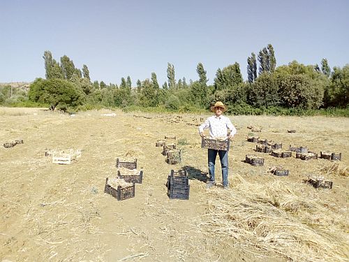 Kulp’ta sarımsak hasadı başladı 