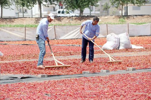 İsot mesaisi başlıyor