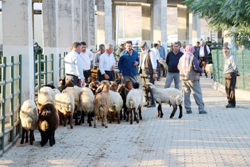 Kurbanlık heyecanı