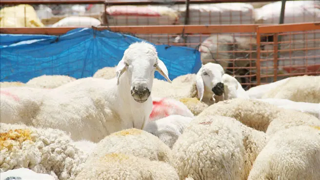 Bayramda 3 milyon 700 bin kurbanlık satıldı