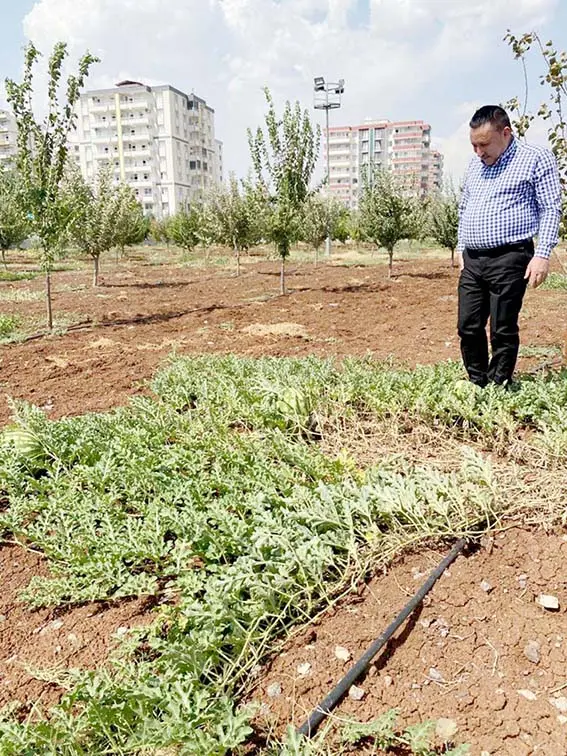 Bağlar özüne kavuşturuldu