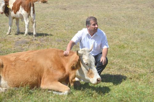 Bu ilçede gebe inekler artık kesilmeyecek 