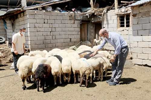 Van'da devletin sürü desteği 