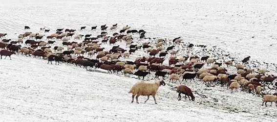 Kars'ın yükseklerine kar yağdı, çobanlar zor durumda kaldı