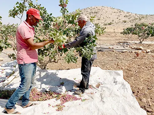 Yağmur suyuyla fıstık üretimi!