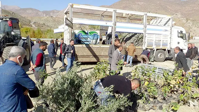 Zeytin diyarı olma yolunda