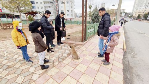 Sokak hayvanları için mama bırakıldı