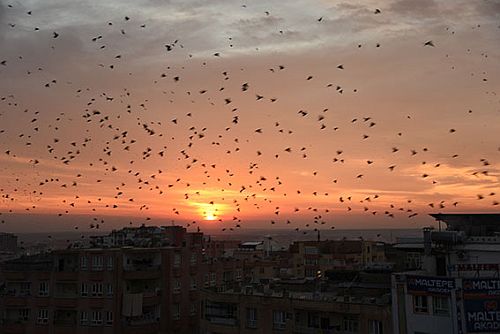 Sığırcık kuşlarından gün batımı dansı