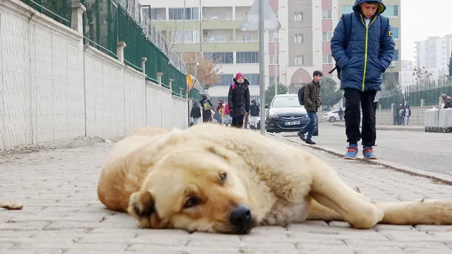 Hayvanın sevgi yönlerini anlatın