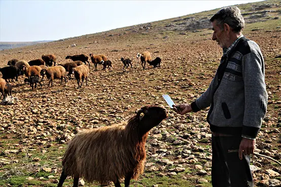 Konargöçer besicilerin kış aylarındaki adresi: Güneydoğu