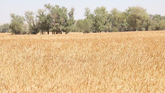 Buğday fiyatları, Rusya'nın Ukrayna'yı işgaliyle 9,5 yılın zirvesine yükseldi