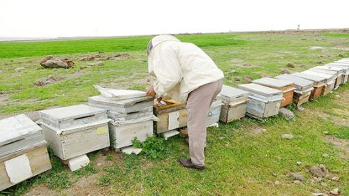 Arılar kovanda kaldı, bal üretimi sıfıra düştü 