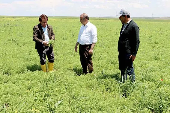 Diyarbakır'da kırmızı mercimekte rekoltenin 100 bin tonu aşması bekleniyor