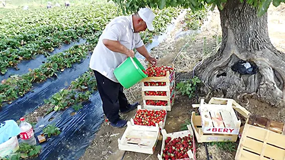 Market çalışanı ücreti yetersiz bulunca çilek işine girdi