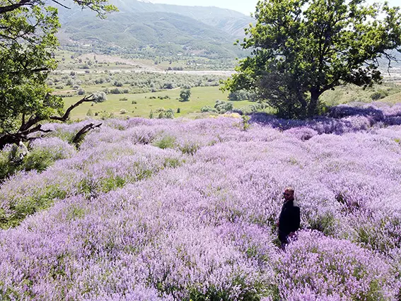 Doğa lavantalarla renklendi