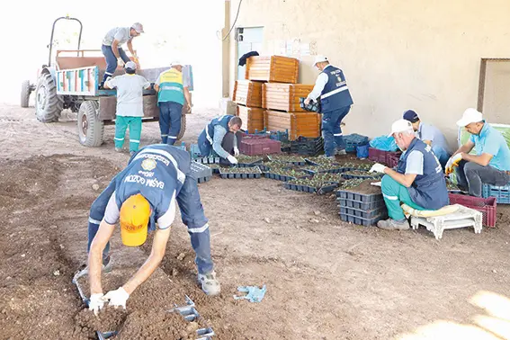 Mevsimlik çiçeklerde kış hazırlıkları başladı