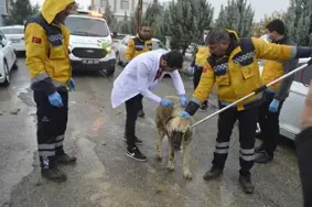 İki mahallede kuduz karantinası