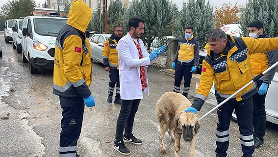 Adıyaman'da karantinaya alınan mahallelerde kuduz aşısı çalışması sürüyor