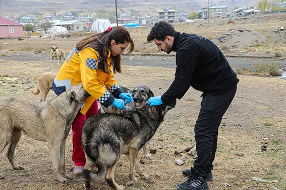 Van'da 5 bin köpeğe kuduz aşısı yapıldı