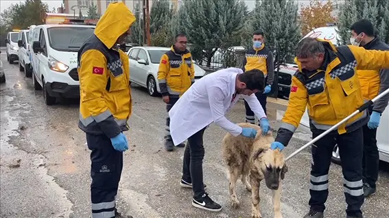 Kuduz karantinası sürüyor