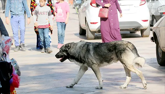 Köpeğe karşı korunabilmek