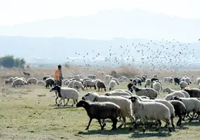 Göçerler dönüşte!