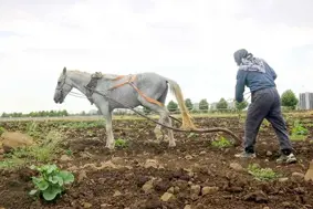 Diyarbakırlı çiftçi kara sabandan vazgeçemiyor